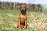 RODESIAN RIDGEBACK 130